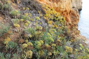 carvoeiro vakantie algarve portugal IMG_8409