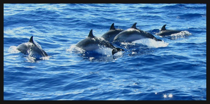 dolfijnen-spotten-op-madeira-vakantie portugal