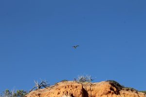 falesia beach vakantie algarve portugal IMG_8082