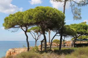 falesia beach vakantie algarve portugal IMG_8116