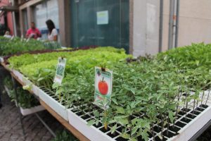 Loule markt - zaterdag - vakantie algarve portugal IMG_8294