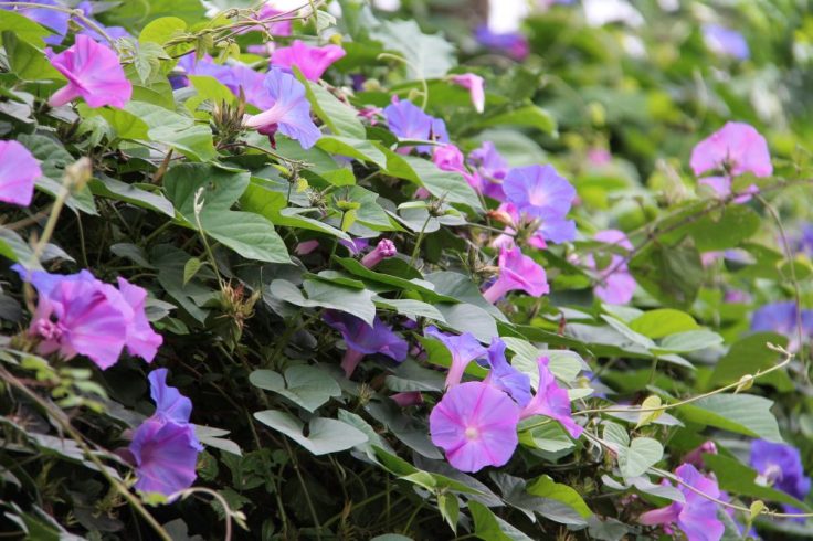 monchique algarve - vakantie algarve IMG_8466