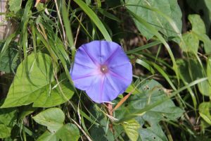 monchique algarve - vakantie algarve IMG_8483