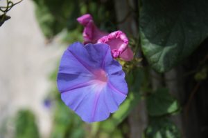 monchique algarve - vakantie algarve IMG_8484