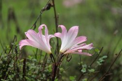 monchique algarve - vakantie algarve IMG_8487