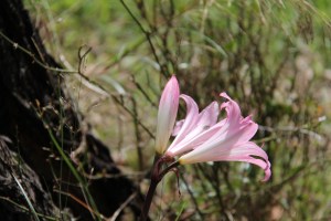 monchique algarve - vakantie algarve IMG_8493