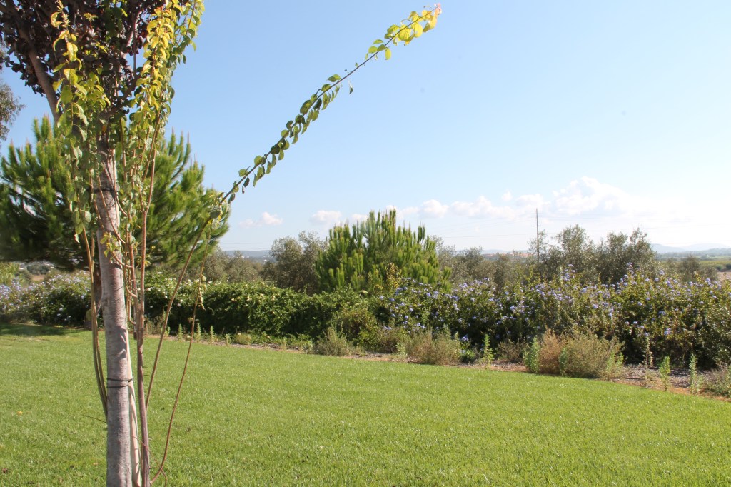 regio albufeira - verblijf in quinta do mel bed and breakfast nabij olhos d'agua en villamoura IMG_8164