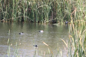 regio albufeira - verblijf in quinta do mel bed and breakfast nabij olhos d'agua en villamoura IMG_8200