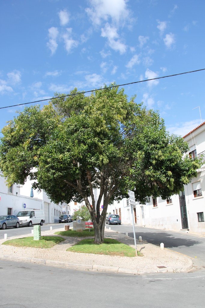 Tavira - algarve vakantie portugal IMG_7876