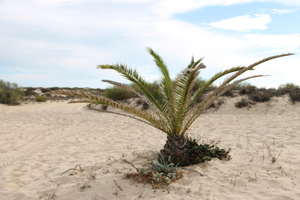 Tavira - algarve vakantie portugal IMG_8014