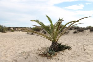 Tavira - algarve vakantie portugal IMG_8014