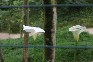 Sintra vakantie stedentrip - Lissabon Portugal IMG_6338