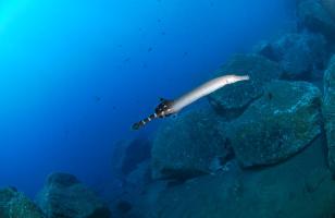 sesimbra snorkelen portugal